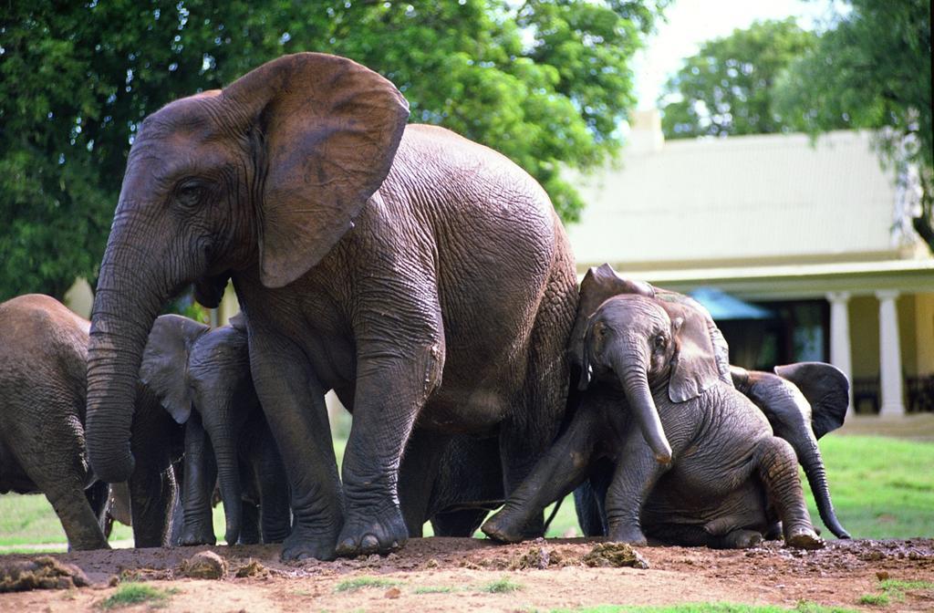 Gorah Elephant Camp Addo Extérieur photo