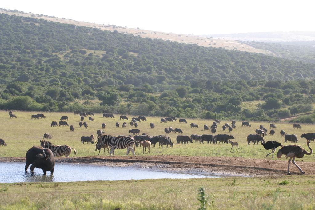 Gorah Elephant Camp Addo Extérieur photo