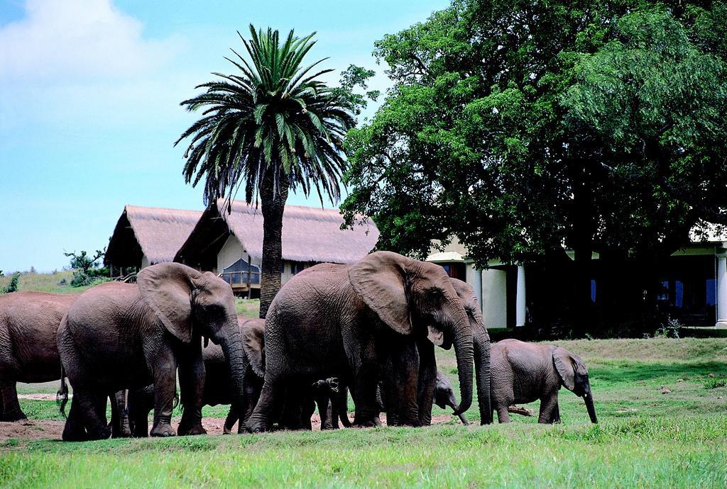 Gorah Elephant Camp Addo Extérieur photo