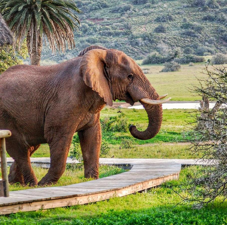 Gorah Elephant Camp Addo Extérieur photo