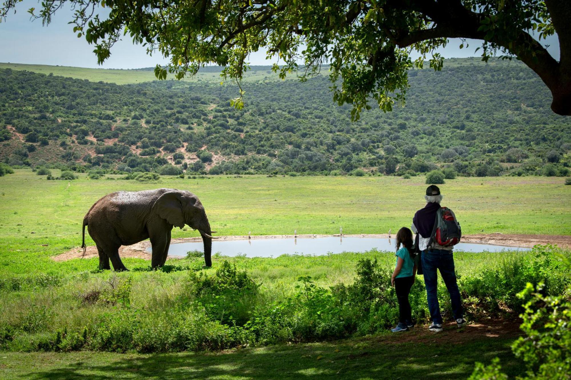 Gorah Elephant Camp Addo Extérieur photo