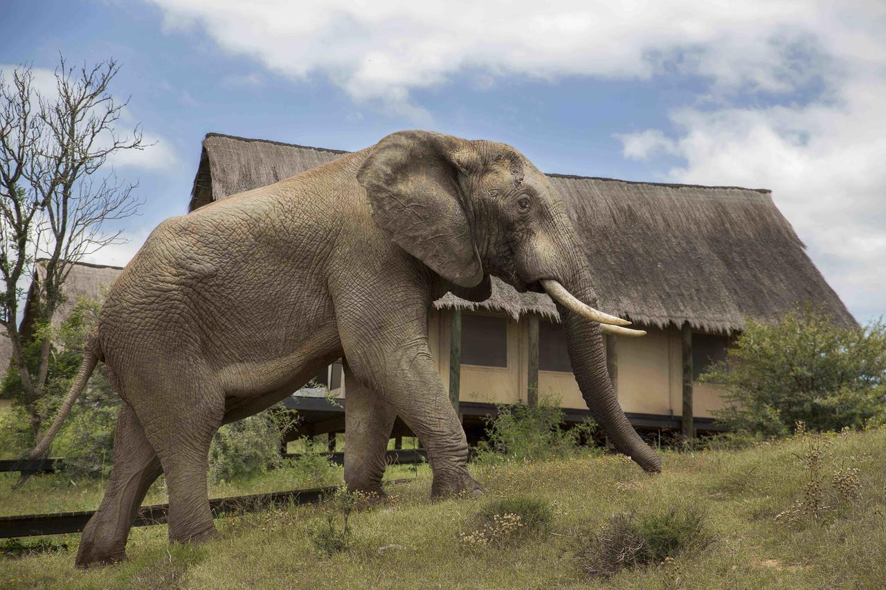 Gorah Elephant Camp Addo Extérieur photo