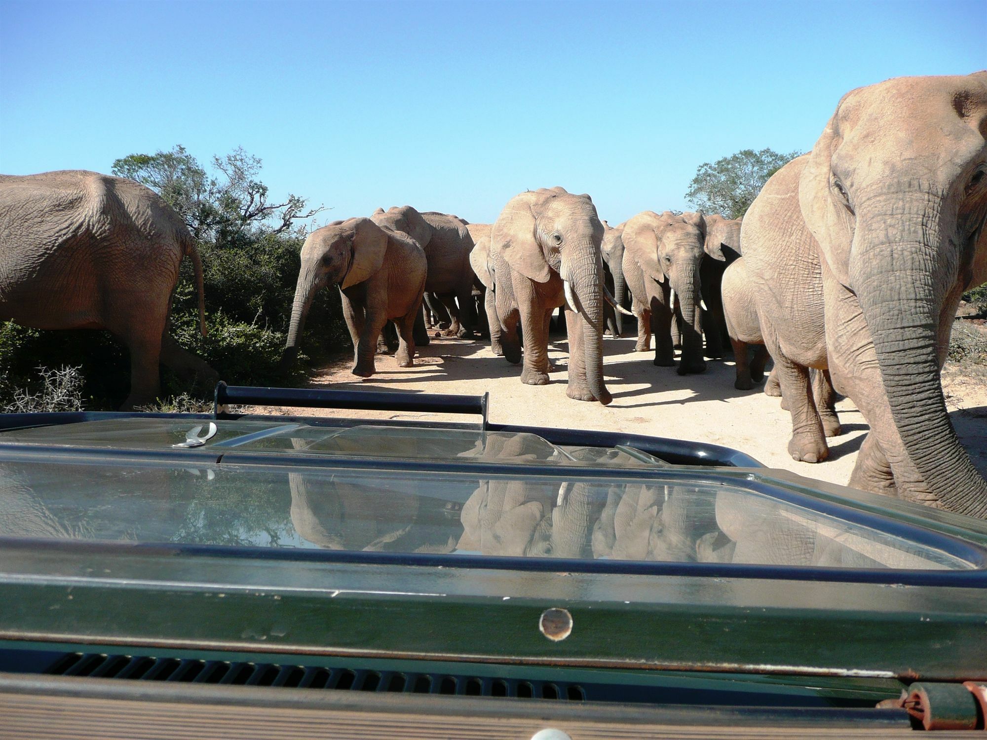 Gorah Elephant Camp Addo Extérieur photo