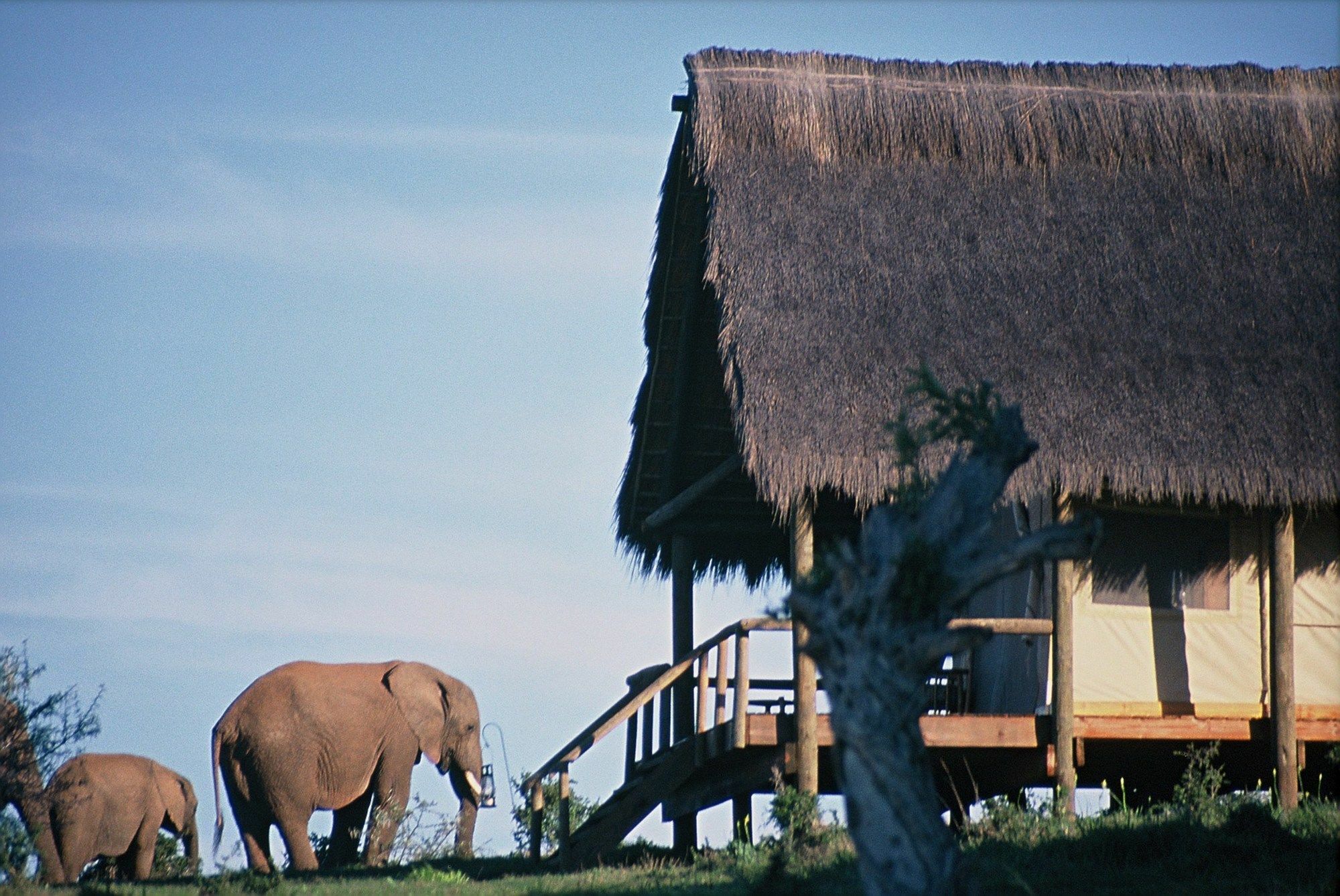 Gorah Elephant Camp Addo Extérieur photo