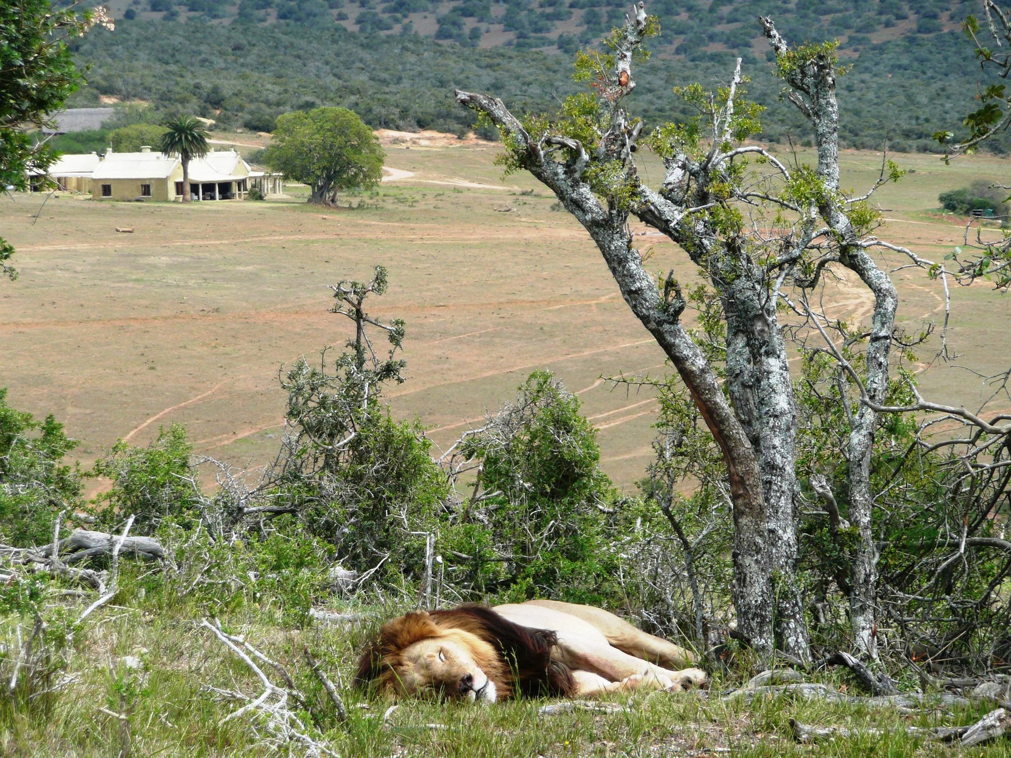 Gorah Elephant Camp Addo Extérieur photo